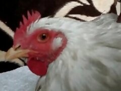 Anal bestiality sex