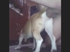 Dogs animal xxx