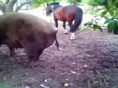 Outdoor bestiality porn