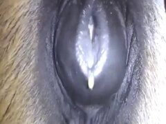 Pussy animal sex