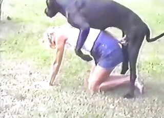 Black horse getting freaky with a zoophile dressed in purple outdoors