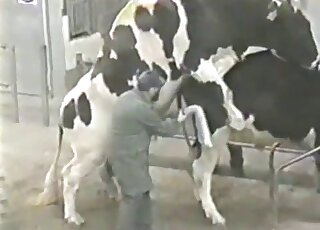 Zoophilic guy is happy to see a cow get fucked by a bull from behind