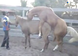 Incredible porn scene showing two horses that are ready to copulate
