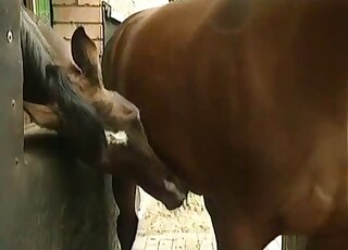 Farm porn scene focusing on a very sexy black mare that looks hot