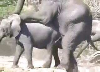 Elephant on elephant fucking with two colossal creatures banging
