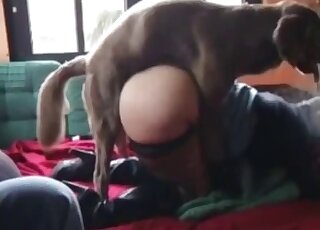 Stockings-wearing BBW zoophile fucked on all fours by brown dog