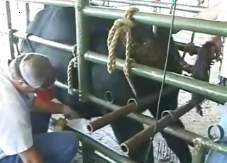 Rather clinical handjob for a sexy farm animal with a huge dick