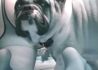 Big ass lady in sexy legwear goes on all fours to let bulldog lick her
