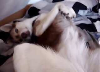 POV fingering session showing a sexy animal that wants orgasms