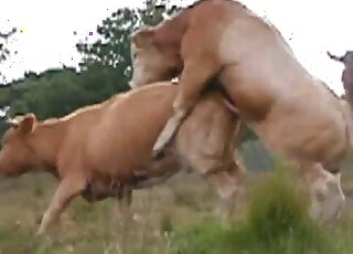 Bull and cow outdoor fucking movie with not a whole lot of foreplay