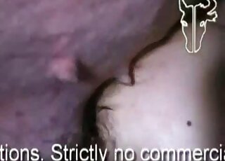 Different angles of male bestiality with a dude bottoming for pigs