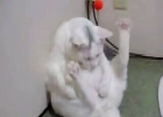Solo white kitty masturbating with its hind legs raised high up