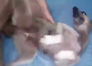Female dog gets fucked hardcore-style by big stiff dick