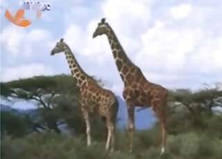 Sex compilation of various wild animals during copulation