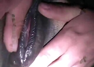 Zoophiliac adores rubbing horse pussy before passionate licking