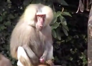 PMV Curious Baboon is caught stroking his erect dick until orgasm