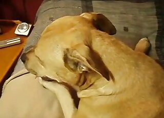 POV calm Pit Bull lets master bang his ass before giving him a blowjob