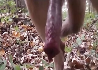 Old man enjoys getting sodomized by a German Shepherd outdoors