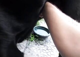 Big black Labrador gets his erect cock drained by master