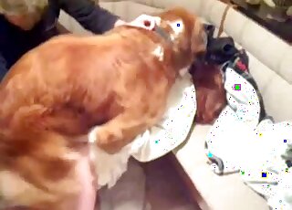 Fluffy dog nails redhead mature woman in front of husband