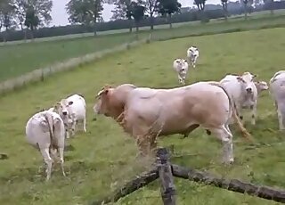 Horny bull is getting ready to bang a cow doggy-style outdoors