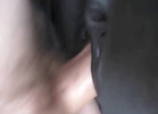 Close-up on horse pussy while it gets slammed by stud's stiff shaft