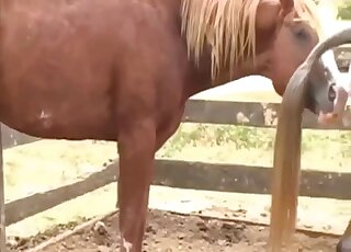 Camera is filming zoo sex on a farm between two horny horses