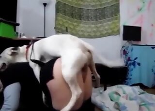 Impatient Bull Terrier gives intense cunny drilling to amateur MILF