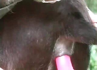 Zoophile stuffs rubber dildo inside dog's twat in zoo porn
