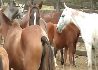 Inviting horse pussy gets rammed by stallion in heat