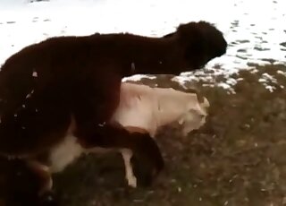 Randy Llama is trying to sexually dominate goat