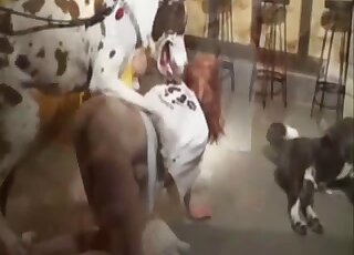 Asian gets ass licked before sex in brutal home zoophilia