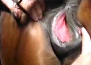 Horny male licks horse's wet cunt after a harsh fist fuck