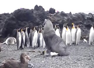 Sea lion fucks with his female in superb outdoor cam scenes