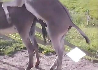 Guy filming donkey's huge dick and feeling horny to taste it