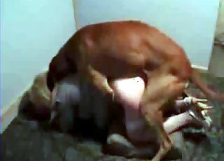 Compilation of doggystyle love with sexy dogs that hump hard