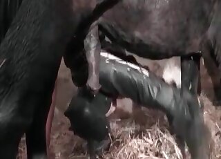 After giving a handjob the hot slut deepthroat the horse’s schlong