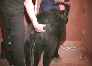 Animal sex addicted dude fists to a pony and fucks the beast ardently