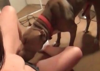 Zoophile lady trains her dog to lick and fuck her cock craving twat