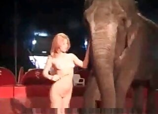 Naked chick is trying to seduce an elephant for some kinky action