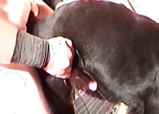 Nasty dude fists his dog and inserts his hairy dick inside the animal