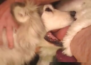 Horny zoophile fucks mouth of his dog and gets cock sucked