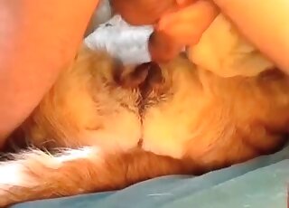 Dog endures massive thick cock of a wild zoophile in its tight pussy