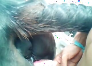 Wicked dude shoves his erected penis into a horse’s giant pussy