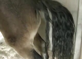 Sexy brown mare showing its perfect pussy in a taboo porn movie