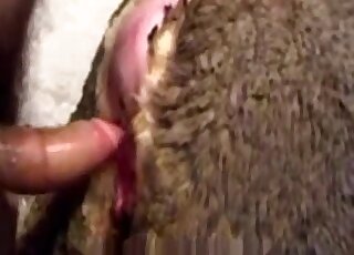 Awesome doggystyle zoo fuck scene with a guy that bangs sheep