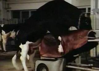 Fetishistic farmer cannot wait to give this animal a gay handjob