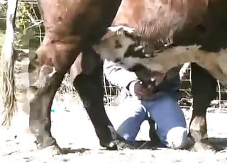 Huge cow is going to endure fucking with a kinky zoophilic dude
