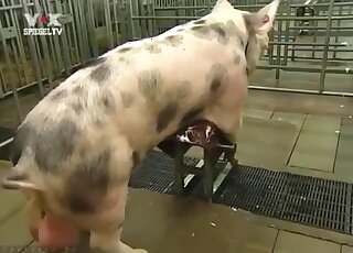 Pig's cock is going to get serviced by a chubby zoophilia addict