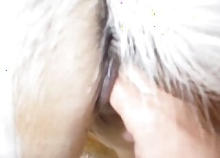 Dude inserting his fist into the wet pussy of a sexy white mare
